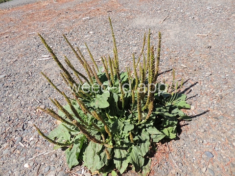 plantain, broadleaf